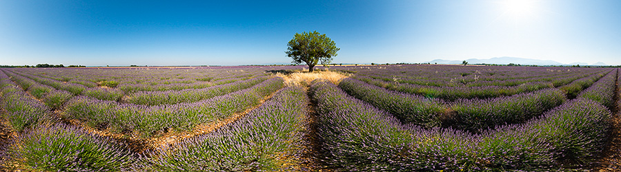 Plateau de Valensole, 2021